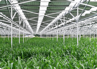 収益化モデル事業(農産物生産)