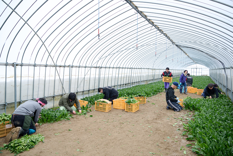 小松菜栽培の様子