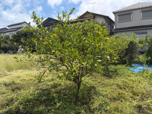 【農園内のミカンの木】